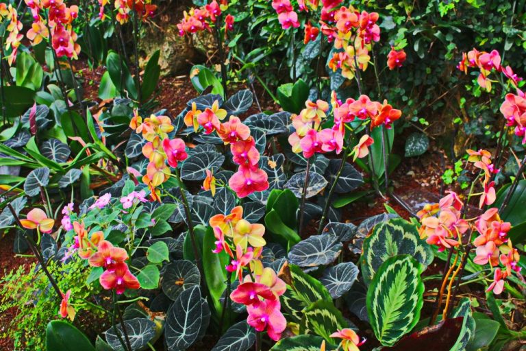 orchids planted in a garden