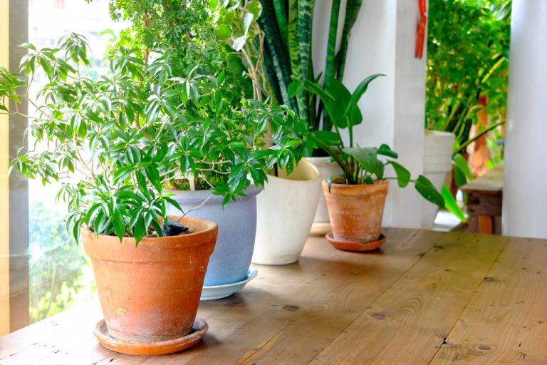 indoor plants